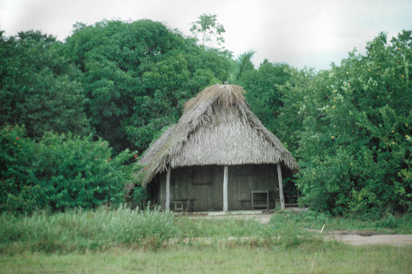 Thatched hut